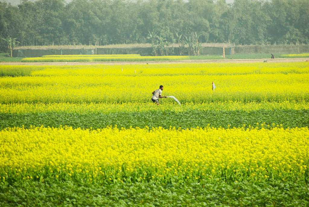 সরিষার ফুলে হলুদ হয়ে গেছে মাঠ। সে জমিতে পাইপ দিয়ে পানি দিচ্ছেন কৃষক। মোহনপুর উপজেলার বকশিমইল ইউনিয়নের পরিজান পাড়া এলাকা, রাজশাহী, ৬ জানুয়ারি ২০২৪। ছবি: মিলন শেখ