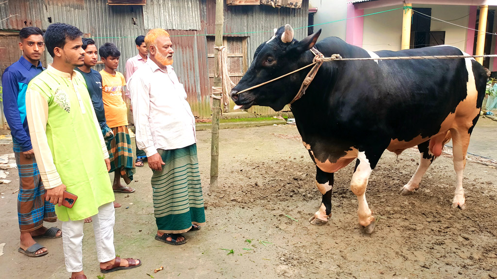 কোরবানির পশুর হাট কাঁপাবে রং বাহাদুর