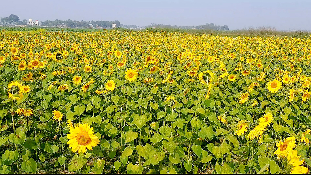 সূর্যমুখী ফুল চাষে আগ্রহ বাড়ছে কৃষকের