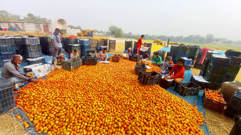 পাকা টমেটো প্যাকেট করে দেশের নানা প্রান্তে পাঠানো হচ্ছে। রাজশাহী সদর, রাজশাহী, ২৫ ডিসেম্বর, ২০২২। ছবি: মিলন শেখ