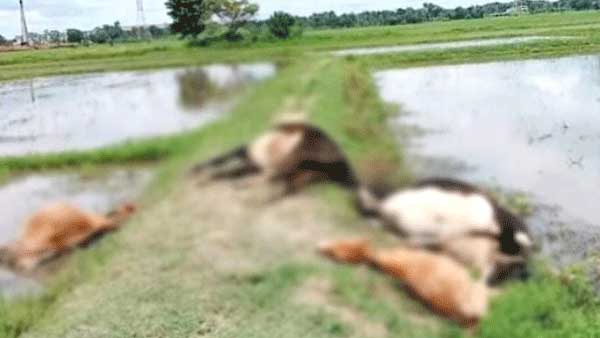 চৌদ্দগ্রামে পল্লী বিদ্যুতের তারে জড়িয়ে প্রাণ গেল ৫ গরুর