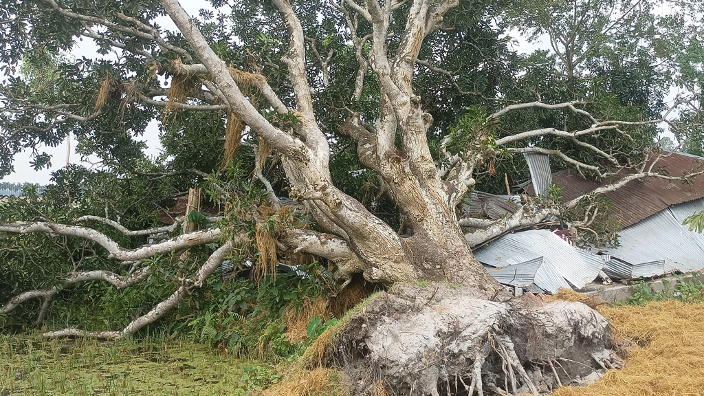 ঝড়ে উপড়ে পড়া গাছের নিচে মানবেতর জীবন