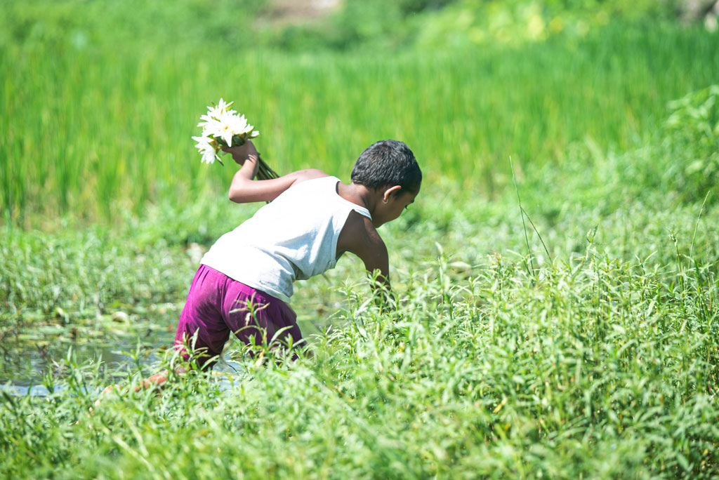 বর্ষাকে বিদায় দিয়ে পঞ্জিকায় এখন শরতের স্থান। এখনো খাল-বিল-মাঠে রয়েছে পানি। ডোবায় ফুটেছে সাদা শাপলা ফুল। সেই ফুল তুলছে এক শিশু। গঙ্গাচড়া উপজেলার লক্ষ্মীটারী ইউনিয়নের গঙ্গাচড়া শেখ হাসিনা সেতু এলাকা, রংপুর, ১৬ সেপ্টেম্বর, ২০২৪। ছবি: আব্দুর রহিম পায়েল