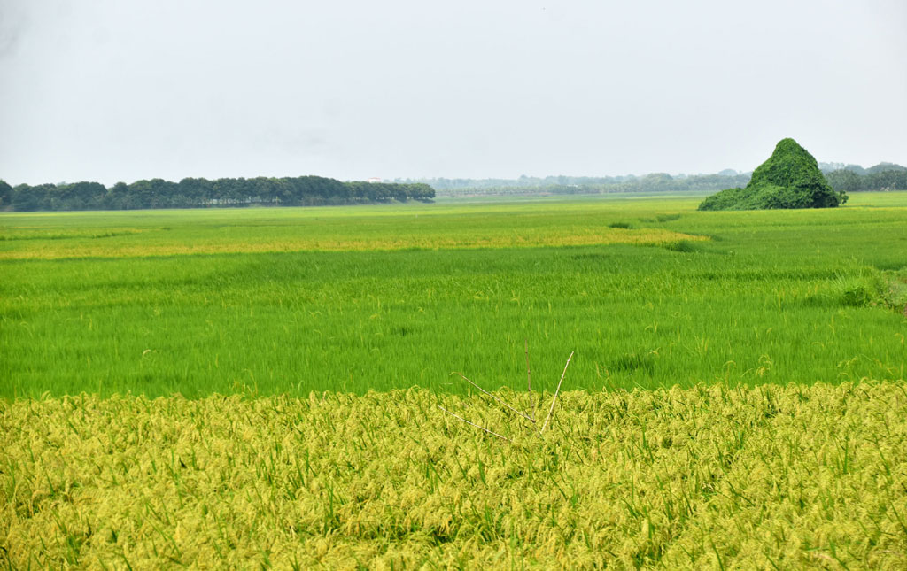 বরেন্দ্র অঞ্চলের মাঠ এখন কোথাও সবুজ কোথাও হলুদ আমন ধানে। পবা উপজেলার হুজুরী পাড়া ইউনিয়ন হুজুরী পাড়া গ্রাম থেকে তোলা, ১৯ সেপ্টেম্বর ২০২৪। ছবি: মিলন শেখ