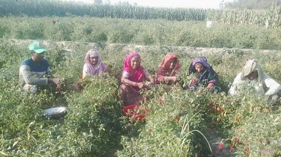 পুরুষের অর্ধেক মজুরি নারীর