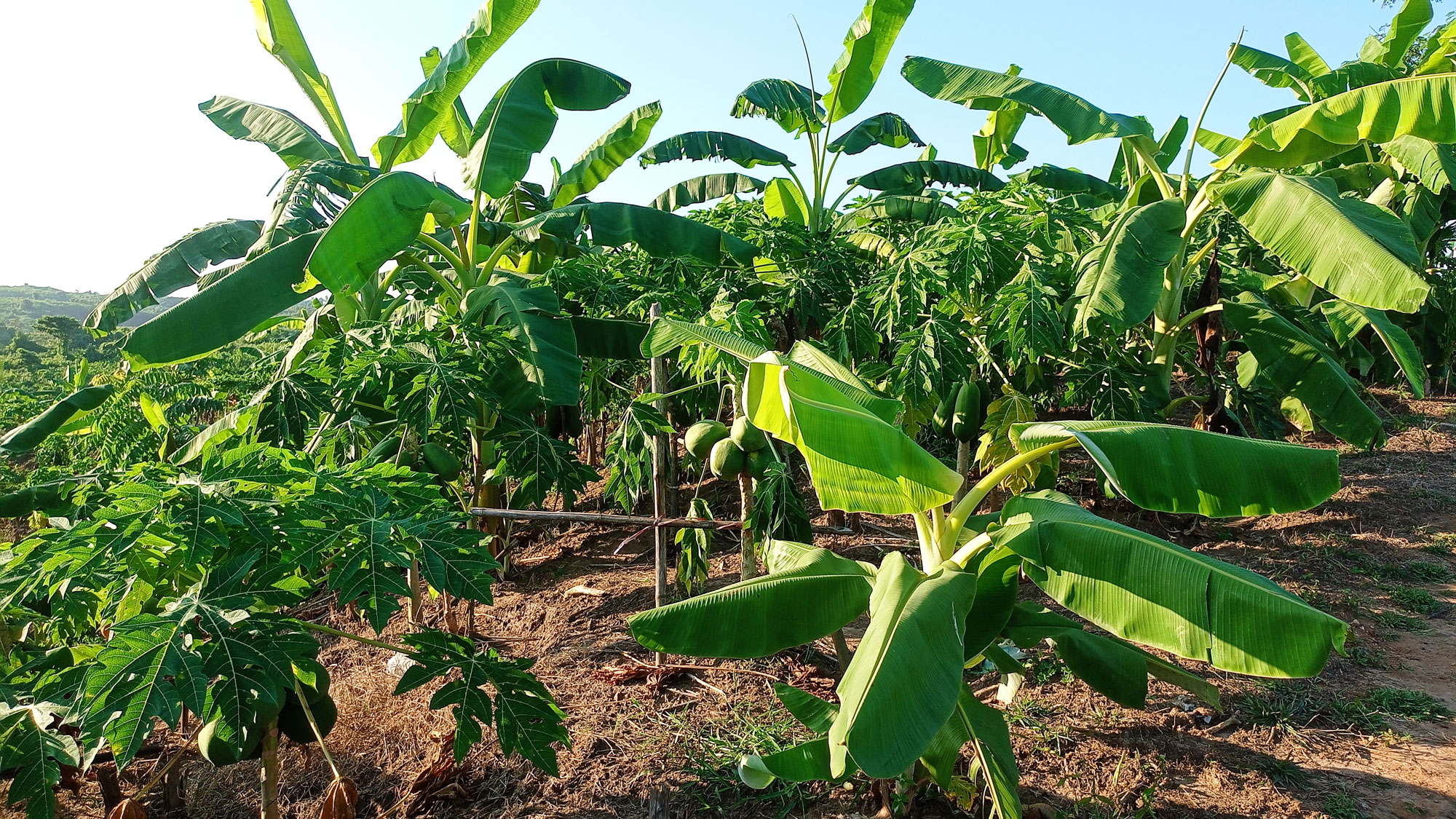 পেঁপে ও কলা চাষে স্বাবলম্বী তরুণ উদ্যোক্তা