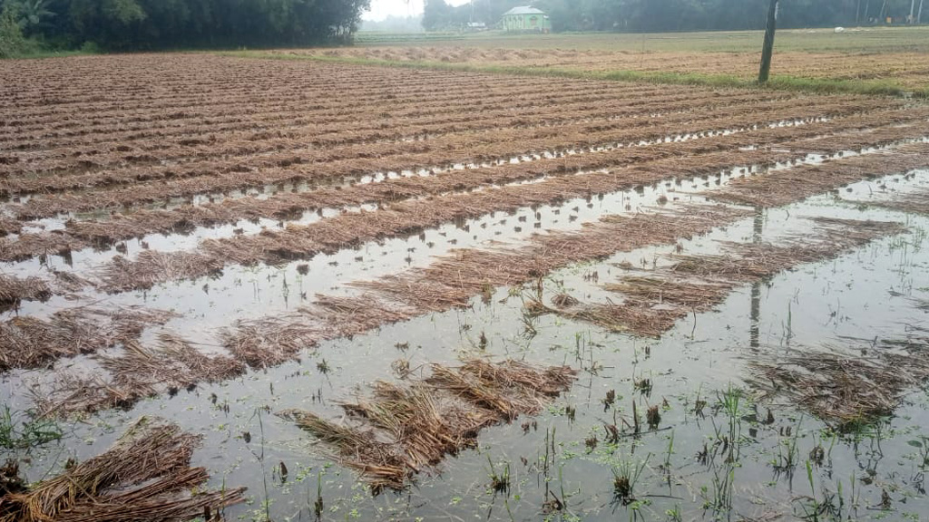 টানা বৃষ্টিতে কৃষকের কপালে ভাঁজ