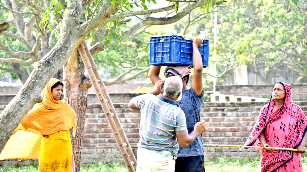 ঢলনে জিম্মি আম বিক্রেতারা