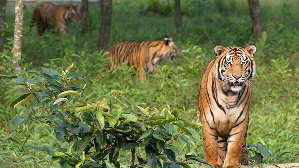 সুন্দরবনে বাড়ছে বাঘের সংখ্যা, ধারণা বন বিভাগের 