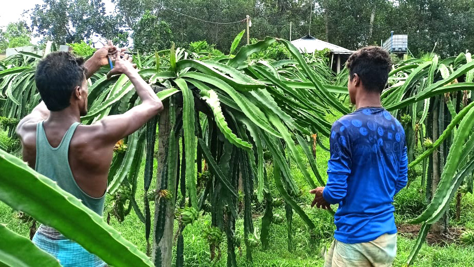 বেড়েছে ড্রাগন ফলের চাষ আগ্রহী হচ্ছেন অনেকে