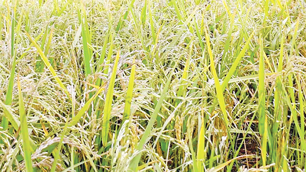 জ্বালানির পর খাদ্য নিয়ে শঙ্কা