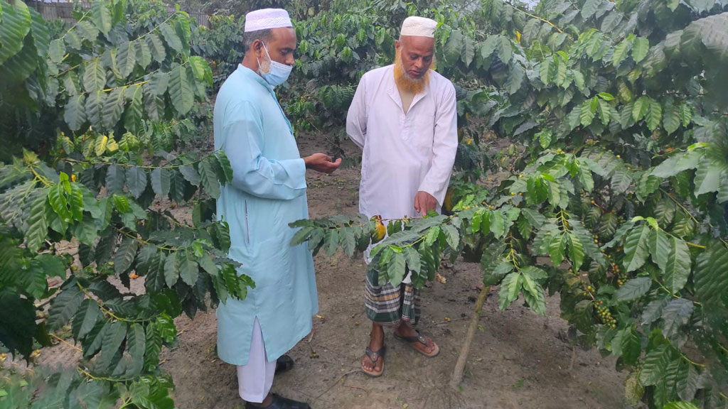 কফি চাষে বিপুল সম্ভাবনা
