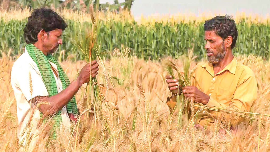 মেহেরপুরে ভেজাল বীজে গমচাষিদের মাথায় হাত