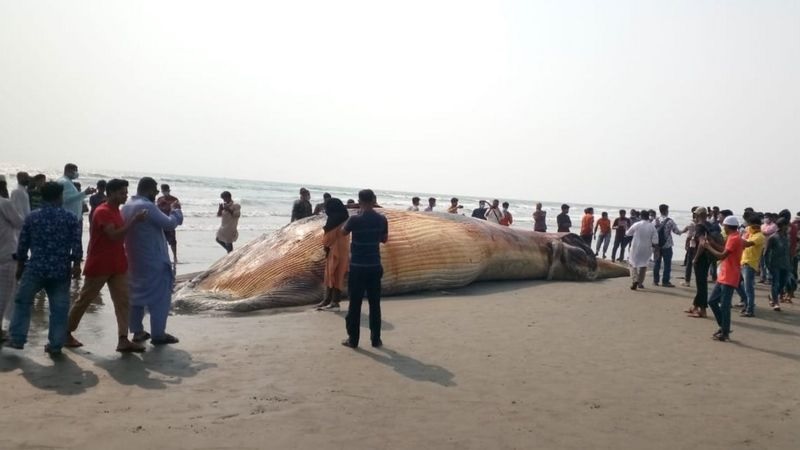 হিমছড়ি সৈকতে ভেসে এল মৃত তিমি