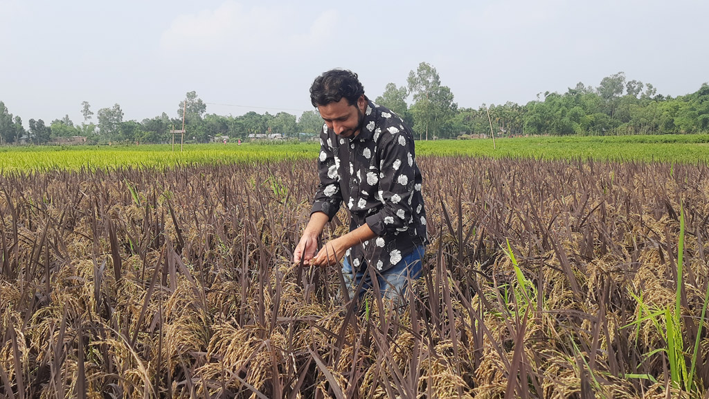 পরীক্ষামূলক ব্ল্যাক রাইস চাষে সফল তরুণ