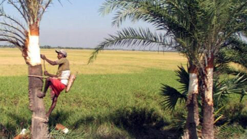 ব্যস্ত সময় পার করছেন চুয়াডাঙ্গার গাছিরা