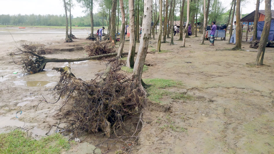 ভাঙছে বাঁশবাড়িয়া সৈকতের ঝাউবন