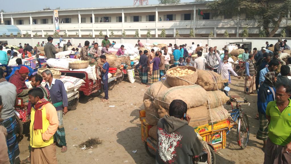 আলু নিয়ে হাহাকার কৃষকের