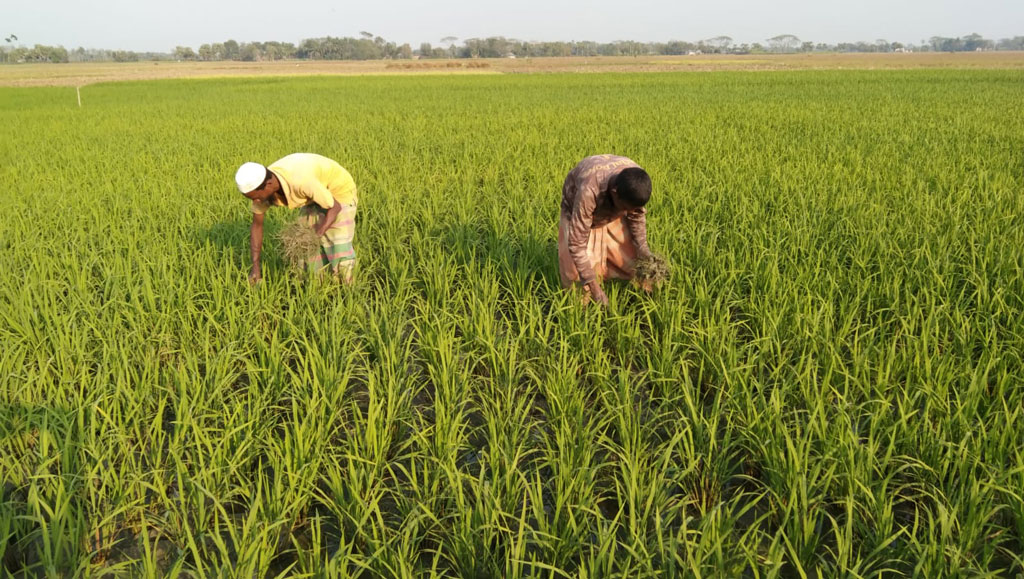 লক্ষ্যমাত্রা ছাড়াল বোরো চাষ