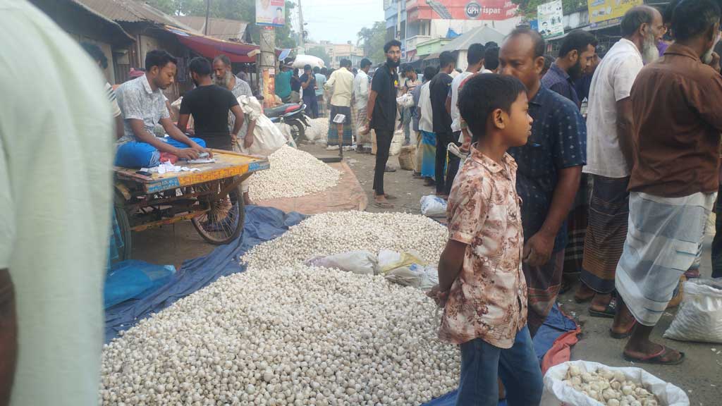 সপ্তাহের প্রতি বুধবার ভোর থেকে শুরু হয় রসুন কেনা-বেচা। দুর-দুরান্ত থেকে থেকে পাইকাররা আসেন কৃষকদের কাছে থেকে রসুন কিনতে। আজ বুধবার সকালে চাটমোহর উপজেলা পৌর সদরের নতুনবাজার এলাকা থেকে তোলা, পাবনা, ১৭ এপ্রিল ২০২৪। ছবি: শুভাশীষ ভট্টাচার্য্য তুষার