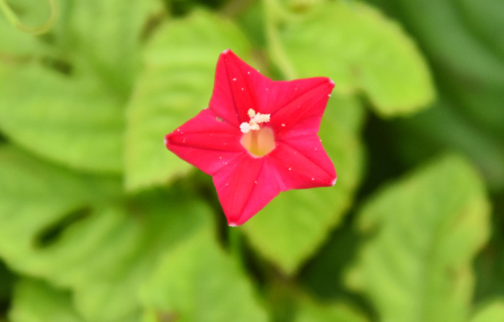 লতাজাতীয় উদ্ভিদ কুঞ্জলতা। তরুলতা, কামলতা, তারালতা, গেট ফুল, গেট লতা ইত্যাদি এ ফুলের আরও কয়েকটি নাম। সকালে ফোটে বলে সূর্যকান্তি নামেও পরিচিত। নগরীর পদ্মা আবাসিক এলাকা থেকে তোলা, রাজশাহী, ৭ সেপ্টেম্বর ২০২৪। ছবি: মিলন শেখ