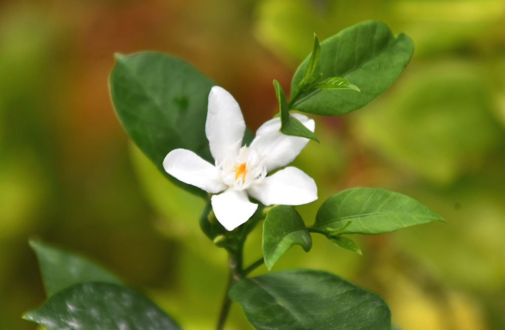 ফুটেছে সাদা রঙের কাঞ্চন ফুল। নগরীর পদ্মা আবাসিক এলাকা থেকে তোলা, রাজশাহী, ৪ অক্টোবর ২০২৪। ছবি: মিলন শেখ