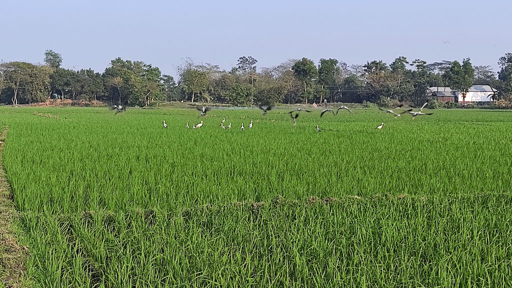 পরিযায়ী শামুকখোলের আবাস এখন ব্রাহ্মণপাড়ায়