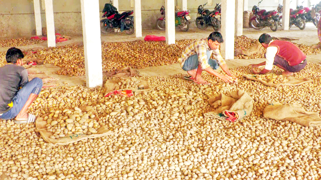 লাভের আশায় লোকসানে আলুচাষি ও ব্যবসায়ীরা