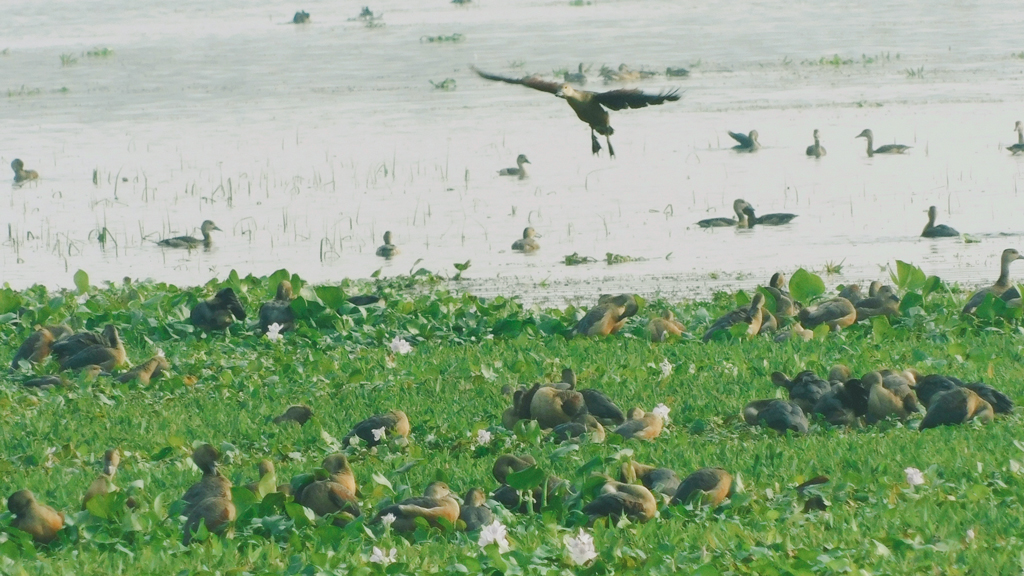 পরিযায়ী পাখির কলতান