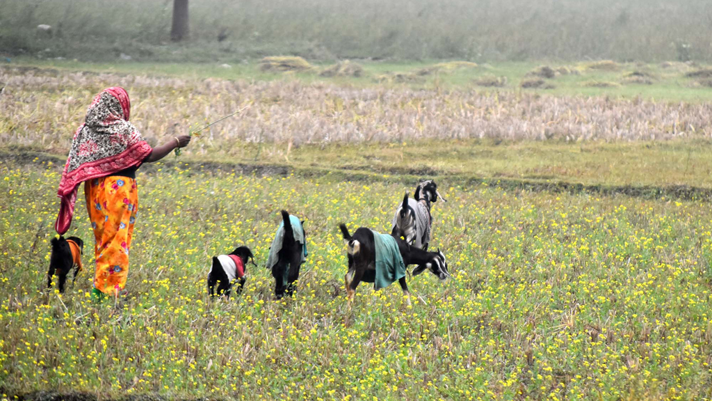 সকালে ছাগল চরাতে এনেছেন এক নারী। শীত থেকে রক্ষা করতে প্রাণীগুলির শরীর ঢেকে দিয়েছেন গরম পোশাক দিয়ে। পবা উপজেলা নওহাটা পৌরসভা এলাকার একটি জমি, রাজশাহী, ১৮ জানুয়ারি ২০২৪। ছবি: মিলন শেখ