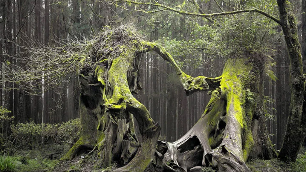 ট্রান্সসিলভানিয়ার ভুতুড়ে অরণ্য