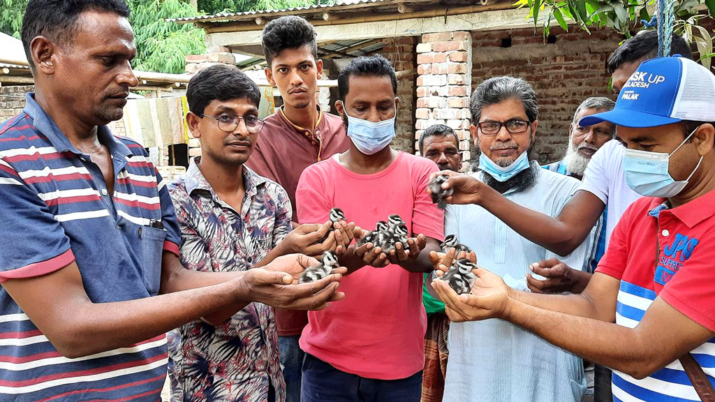 কাকের মুখ থেকে মায়ের কাছে ফিরল বালিহাঁসের ১০টি ছানা