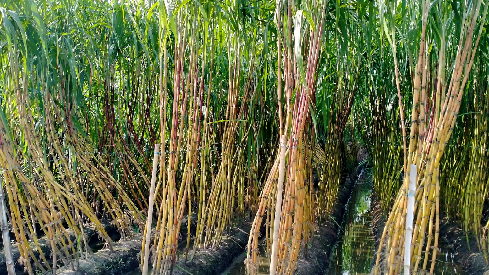 কসবায় দিনে দিনে বাড়ছে আখের চাষ