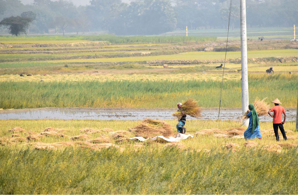 সকাল থেকেই জমিতে সরিষা কাটা হয়েছে। এবার এগুলো এক জায়গায় স্তূপ করে রাখছেন কৃষক ও কিষানি। গোদাগাড়ী উপজেলার রিশিকুল ইউনিয়নের দুল্লার বিল, রাজশাহী, ১ ফেব্রুয়ারি ২০২৪। ছবি: মিলন শেখ