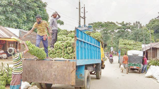 মহালছড়ির কলা যাচ্ছে  বিভিন্ন জেলায়