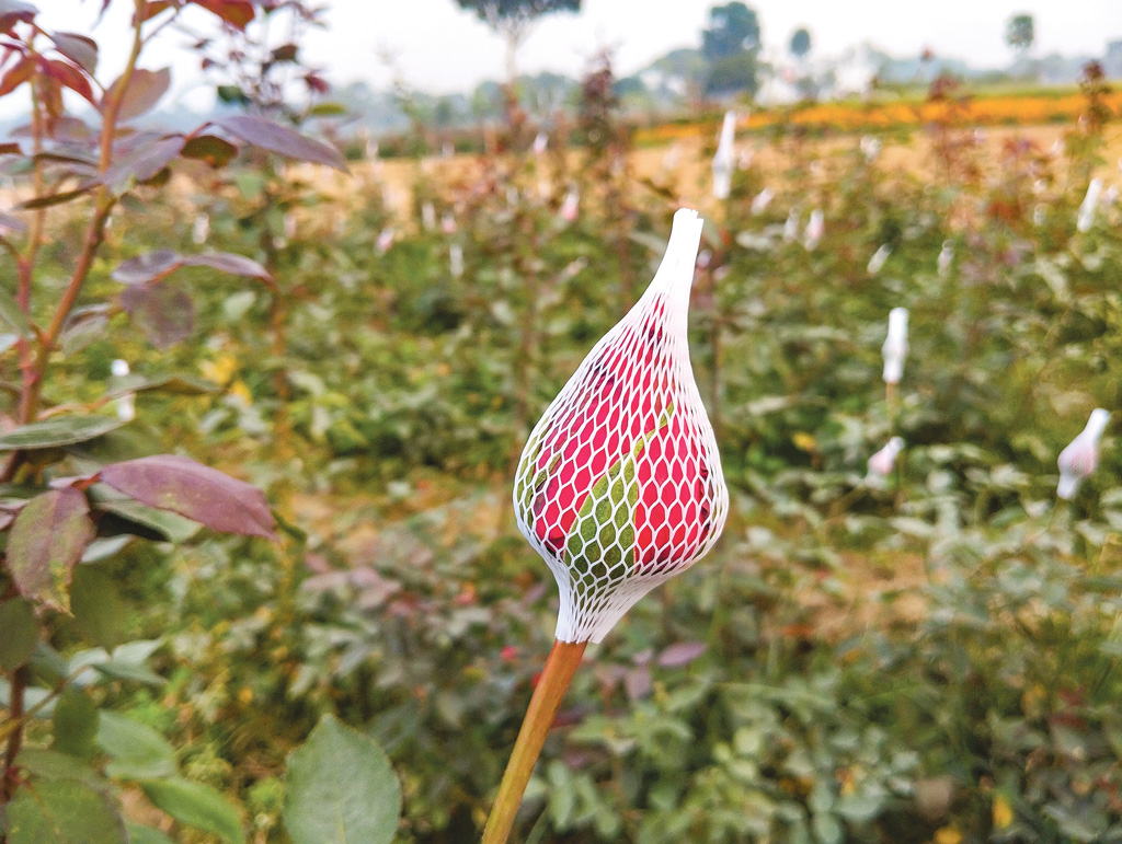 বসন্তের আভাসে গোলাপ চড়া বাজার ধরতে কলিতে ক্যাপ