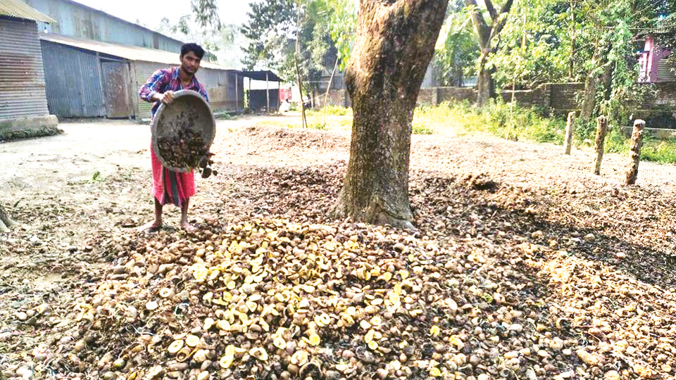 ৫ টাকায়ও বিক্রি হচ্ছে না আলু