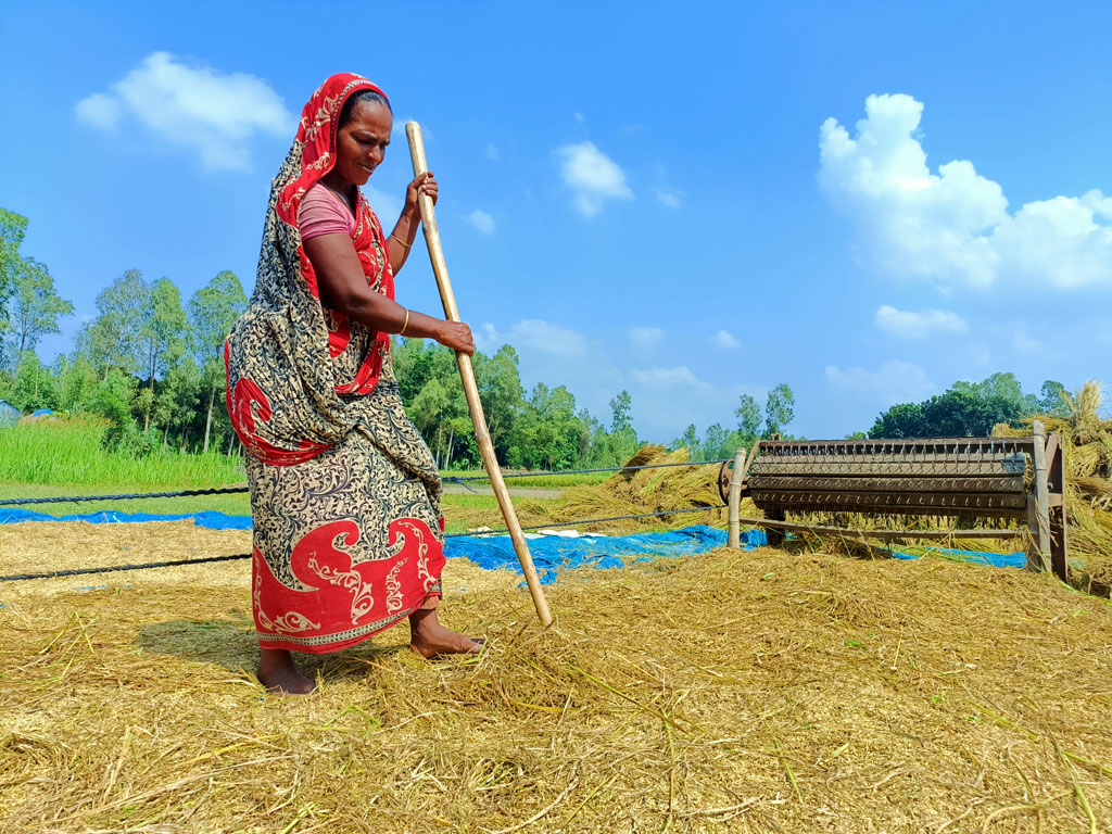 মানিকগঞ্জের ঘিওর উপজেলার বিভিন্ন এলাকায় ফসলের জমিতে কাটা বোরো ধান মাড়াই ও রোদে শুকানোর কাজে ব্যস্ত সময় পার করছেন কৃষকেরা। বালিয়াখোড়া ইউনিয়য়ের কোশুন্ডা এলাকায় ফসলের মাঠে কৃষকেরা কেউ ধান কাটছেন, কেউ কাটা ধান মাড়াই করছেন। আবার কেউবা পরিবারের সবাইকে নিয়ে ধানের চিটা পরিষ্কার করে রোদে শুকানোর কাজে ব্যস্ত সময় পার করছেন। সাধারণত মাঘ-ফাল্গুন মাসে ইরি–বোরো ধান রোপণ করেন কৃষকেরা। বৈশাখ মাসে কাটা হয়। এবার বর্ষার পানি না হওয়ায় কৃষকেরা বাড়তি ফলনের জন্য ভাদ্র মাসে একই জমিতে অন্য ফসলের আবাদ না করে ইরি বোরো আবাদ
