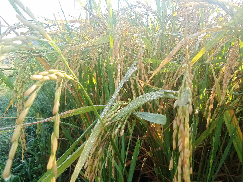 দিনের ছবি (০৬ ডিসেম্বর, ২০২২)