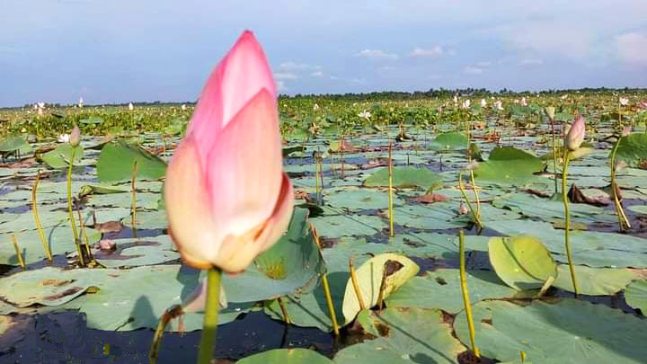 ইছামতী বিলের হাজারো পদ্ম টানছে পর্যটক