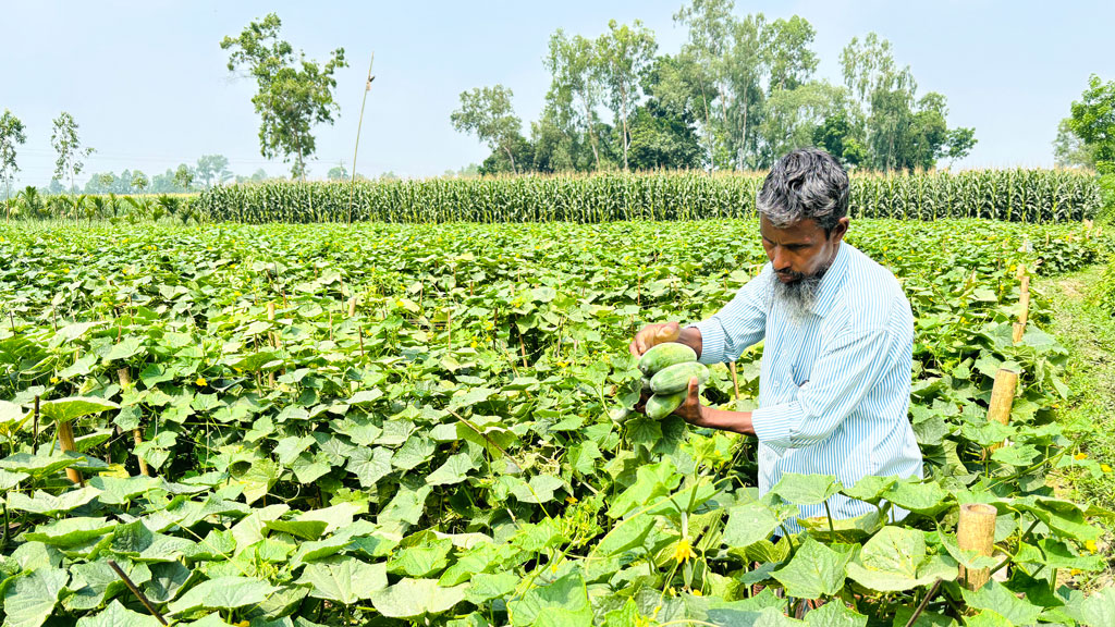 শসার কেজি ২ টাকা, খেতেই ফেলে দিচ্ছেন কৃষক