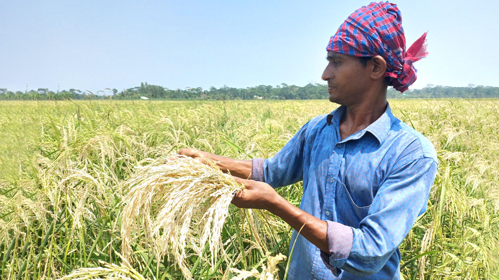 বেতাগীতে বোরো খেতে মাজরা পোকার আক্রমণ, দুশ্চিন্তায় চাষি