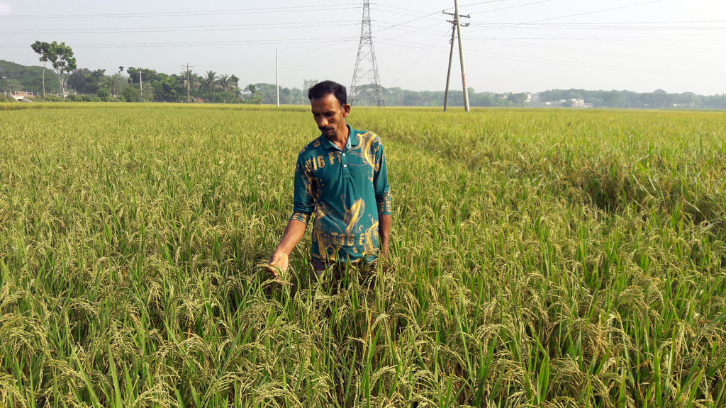 ধান কাটার অপেক্ষায় কৃষক