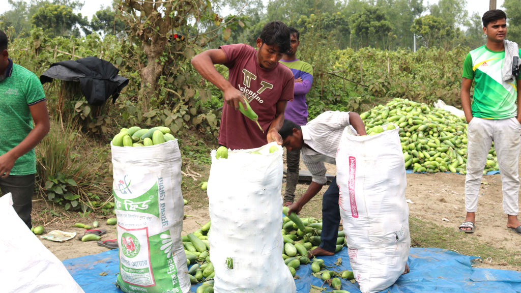 বেগুনে লাভ আড়াই লাখ টাকা