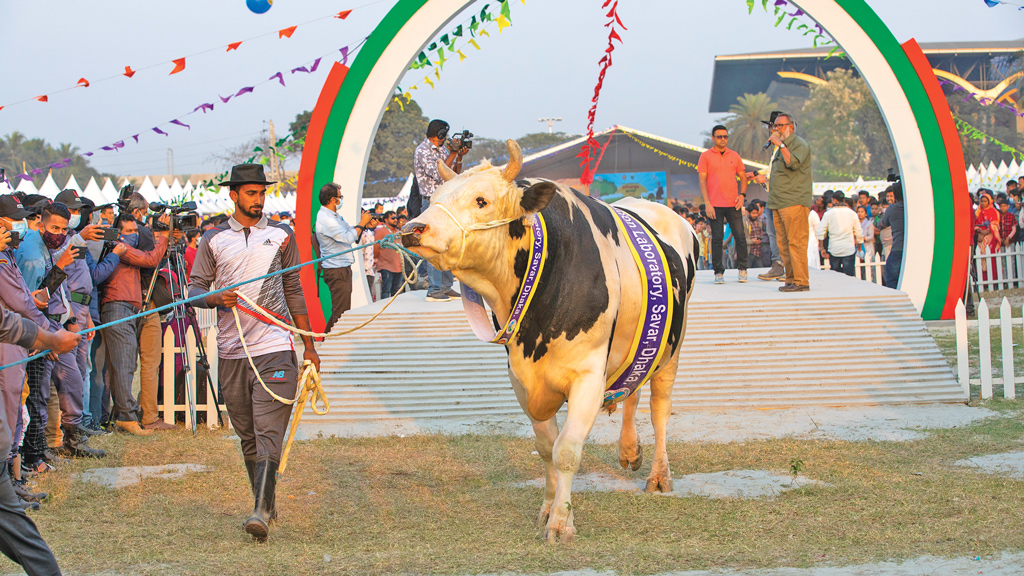 র‍্যাম্পে হাঁটল গরু-উট