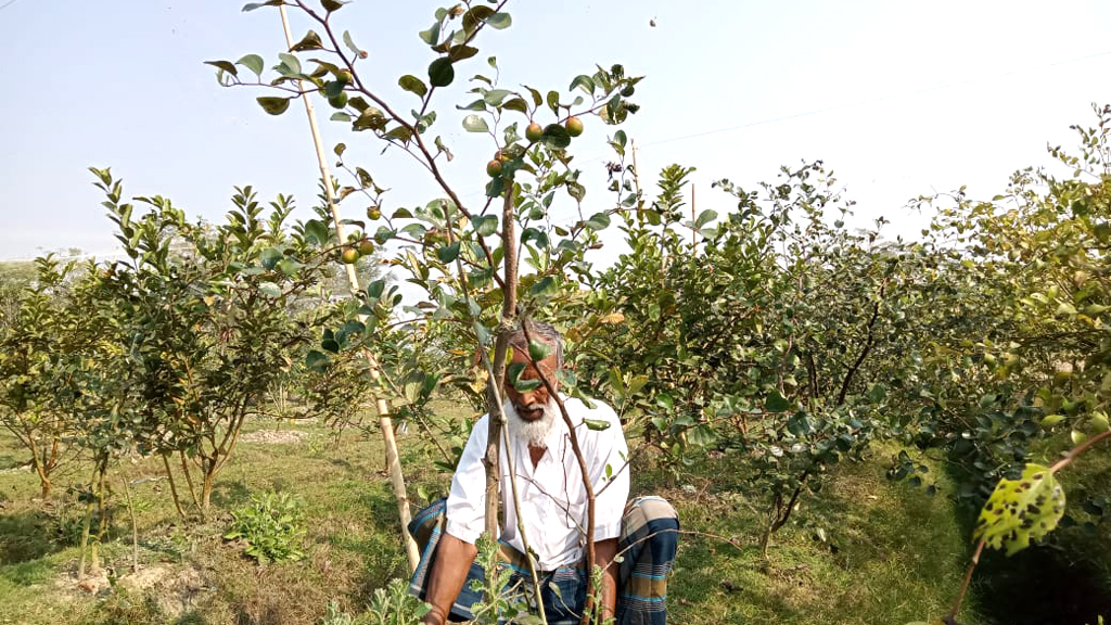 বল সুন্দরী বরই চাষে বদলে গেছে আজিজের ভাগ্য