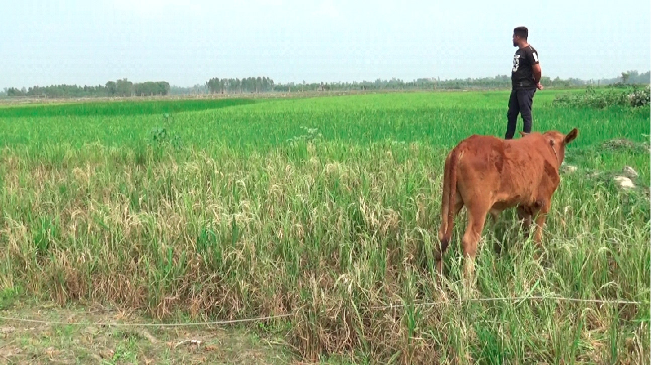 অতিরিক্ত তাপে ধান চিটা