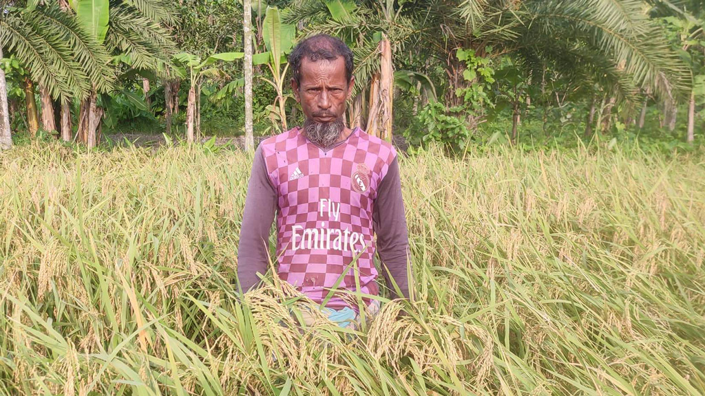 মিজু-১ ধানে নিজুদের হাসি