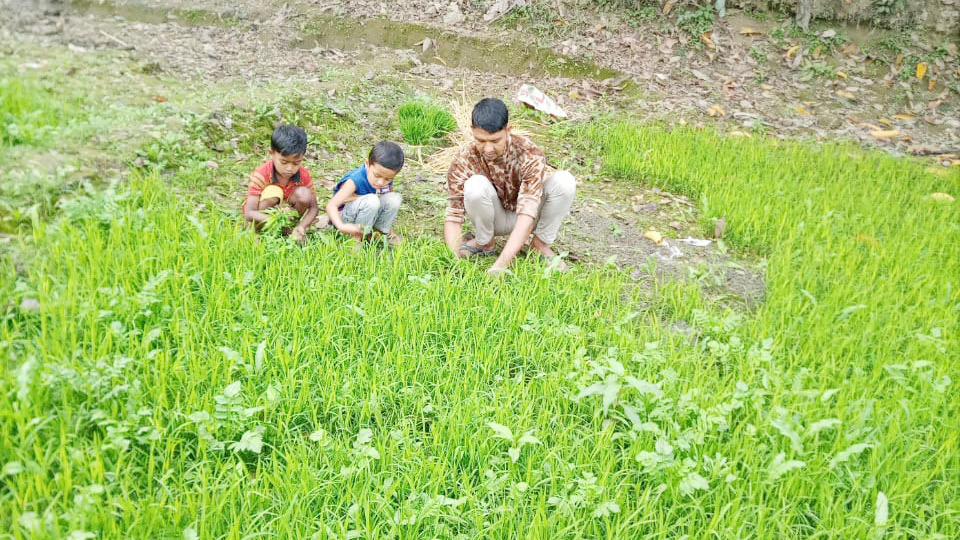 রায়পুরার বোরোর জমি তৈরিতে ব্যস্ত কৃষকেরা