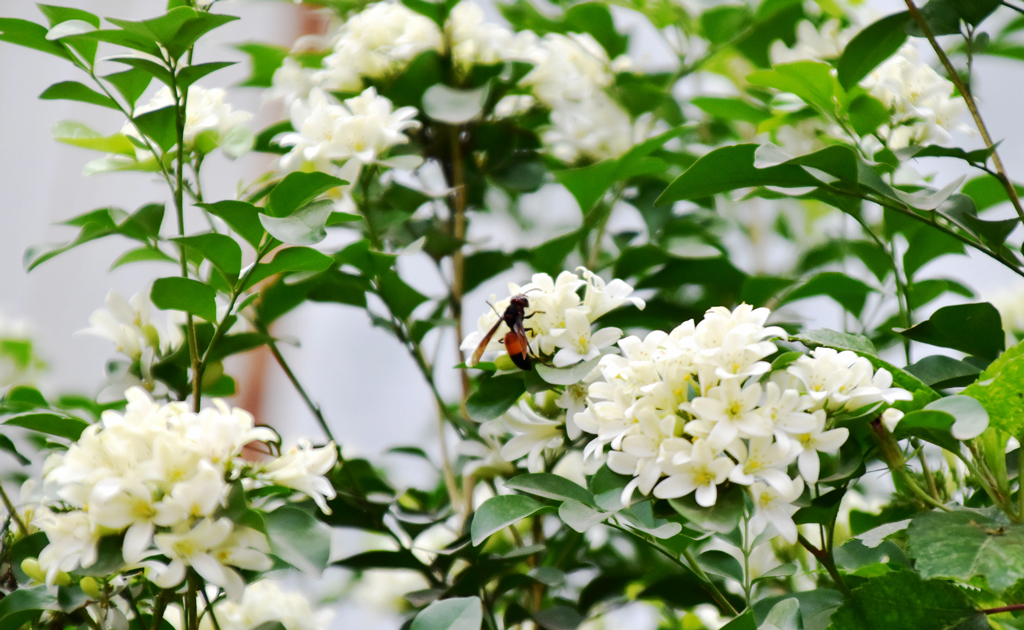 বর্ষা পেরিয়ে এখন চলছে শরৎকাল। কামিনী ফুল ফুটার জন্য এটা আদর্শ সময়। তাই গাছ ভরে গেছে কামিনী ফুলে, ছড়াচ্ছে মিষ্টি সুবাস। আর সেখানে মধু আহরণ করতে চলে এসেছে মৌমাছি। নগরীর তালাইমারী মোড়, রাজশাহী, ২ সেপ্টেম্বর। ছবি: মিলন শেখ।